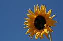 Yellow Flower - (IMG_2211)